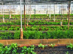 農(nóng)田小氣候觀測站為什么能增加農(nóng)業(yè)收入?